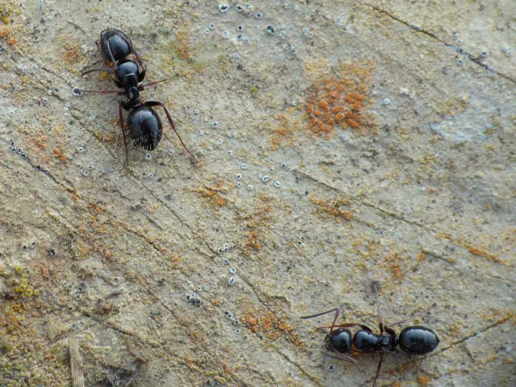 Quale Camponotus? - Tolfa (RM)